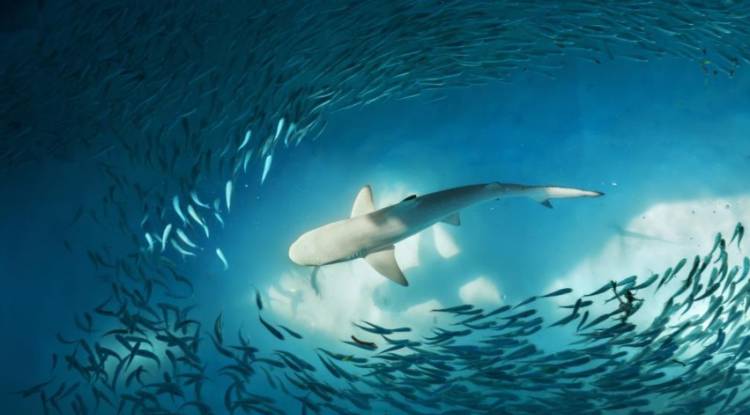 Change : Bring the Shark into the game